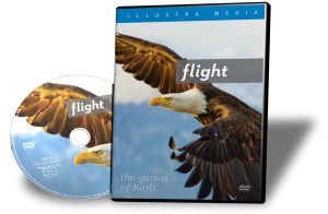 Flight Genius of birds