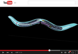 how to build a worm