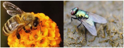 brim5 Bee vs Fly